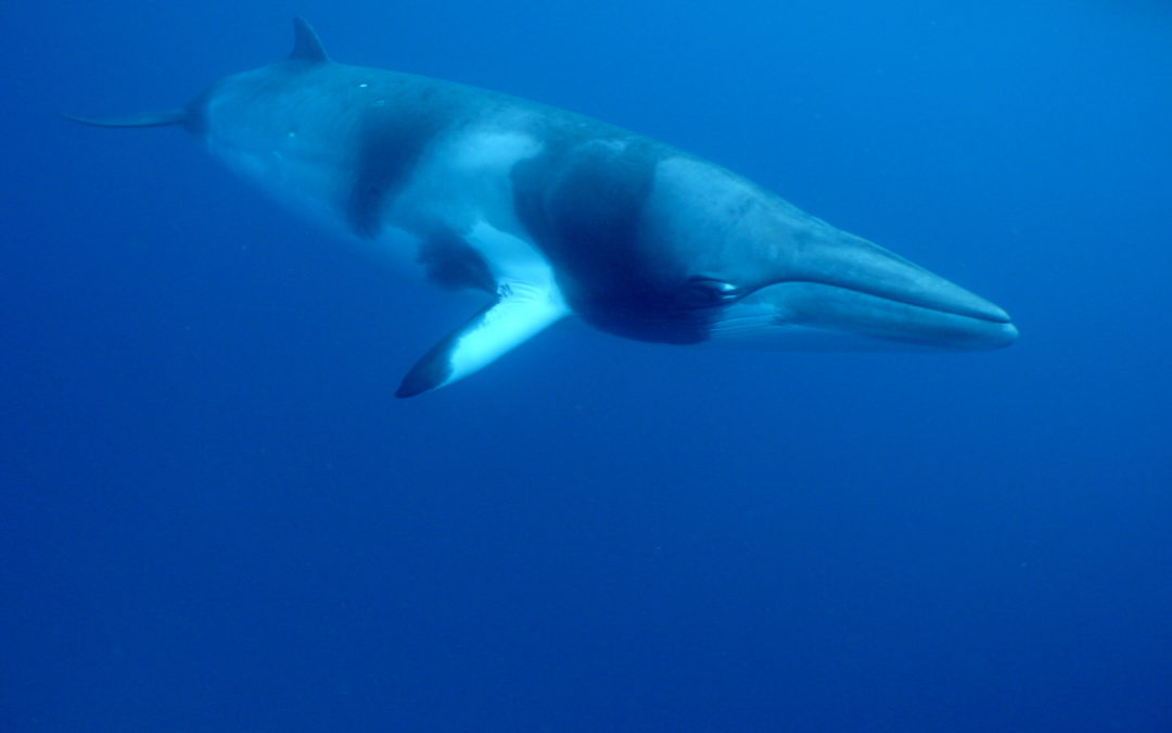 Minke Whale Season 2018- 2019