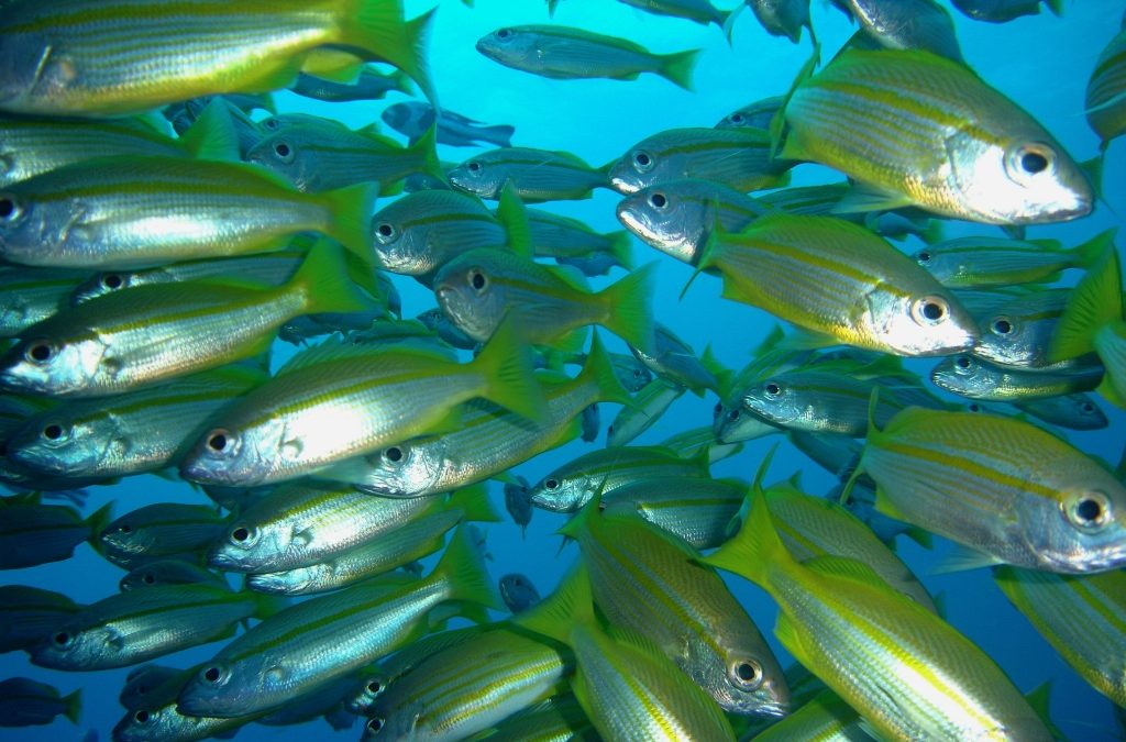 Princess Charlotte Bay