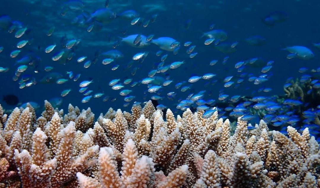 Far Northern Great Barrier Reef Adventures 2020