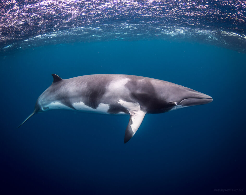 Minke Whale - Great barrier Reef
